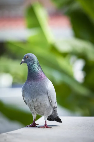 Pigeon Voyageur Oiseau Debout Sur Grenier Maison — Photo