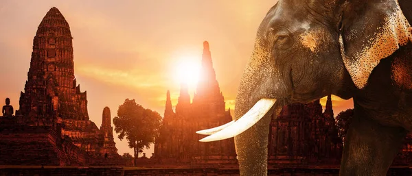 Ivory Elefant Och Ayuthaya Gamla Pagod Med Sunset Himmel Bakgrund — Stockfoto