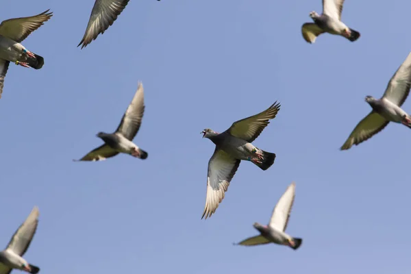 Velocidade Corrida Pombo Voando Contra Céu Azul Claro — Fotografia de Stock