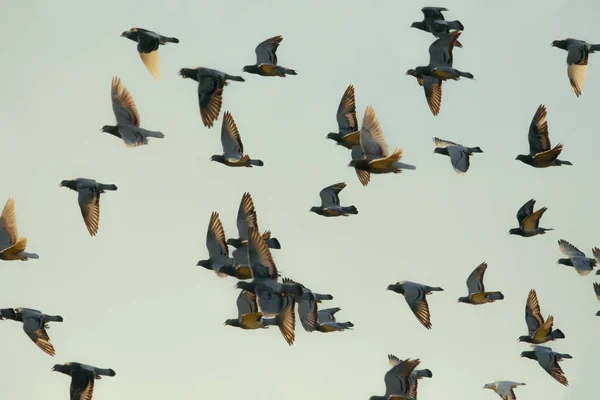 Flock Hastighet Racing Duva Fågel Flygande Mot Solljus — Stockfoto