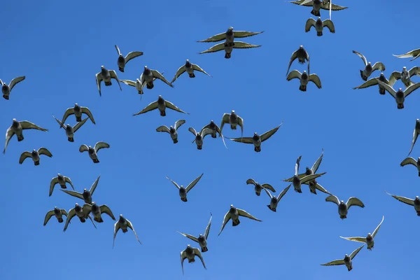 Flock Speed Racing Pigeon Release Competition Basket — Stock Photo, Image