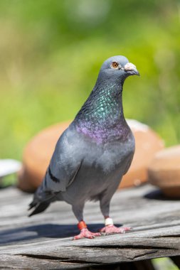 pigeon kuş ayakta açık yarış hız tam vücut