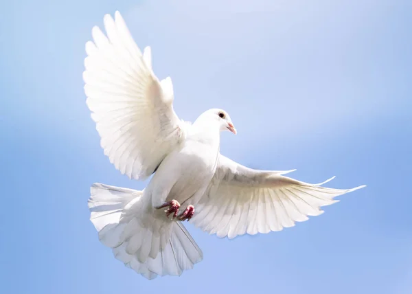 Białe Piórko Pigeon Ptak Latający Przeciwko Jasne Błękitne Niebo — Zdjęcie stockowe