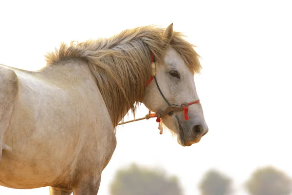Faccia Ravvicinata Cavallo Bianco Piedi All Aperto — Foto Stock