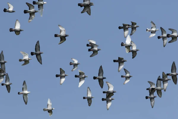 Rebanho Pombo Corrida Velocidade Voando Contra Céu Azul Claro — Fotografia de Stock