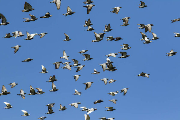 flock of speed racing pigeon bird flying against clear blue sky