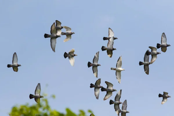 青い空を飛ぶスピードレース鳩の群れ — ストック写真