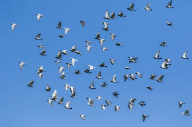 hız yarış rekabet sepet karşı uçan üzerinden serbest pigeon kuş sürüsü açık mavi gökyüzü