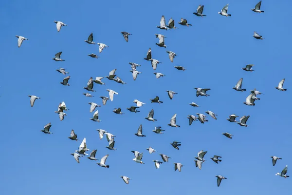 Bando Aves Pombo Corrida Velocidade Que Libertam Cesta Competição Voando — Fotografia de Stock
