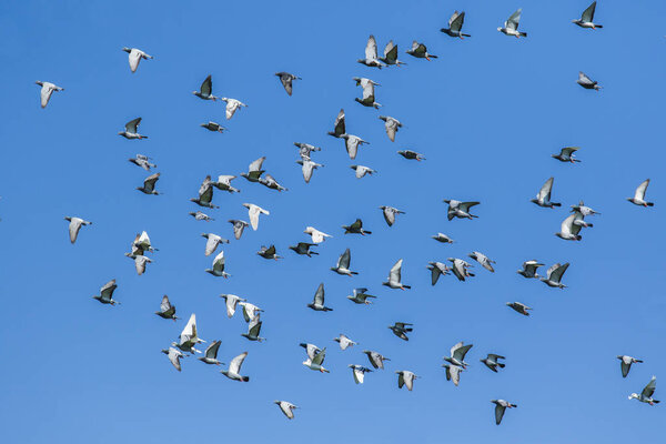 flock of speed racing pigeon bird releasing from competition basket flying against clear blue sky