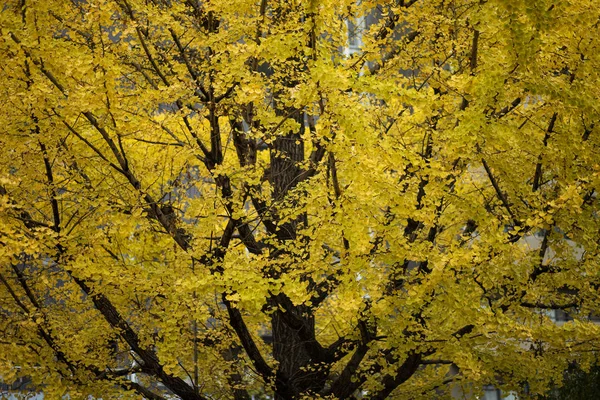 Japan Yellow Ginkgo Leaves Early Autumn Season Osaka Japan — стоковое фото