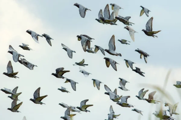 Kudde Van Vliegende Snelheid Racing Pigeon Vrijlating Uit Competitie Mand — Stockfoto