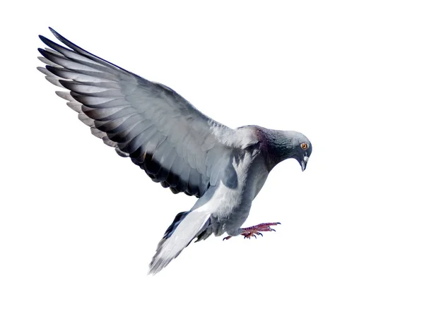 Corpo Inteiro Pombo Voador Pássaro Isolado Fundo Branco — Fotografia de Stock