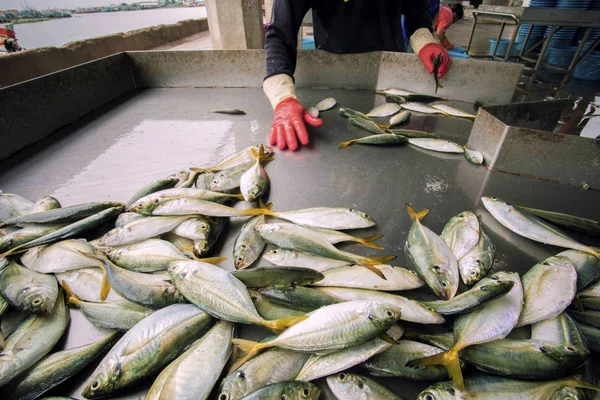 Collecting Size Worker Fishery Industry — Stock Photo, Image