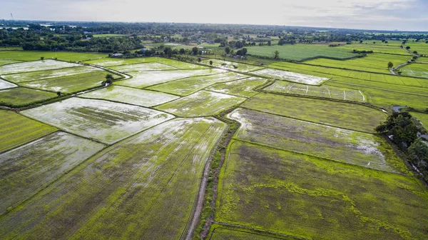 Reisfelder Der Landwirtschaft Firld Thailand — Stockfoto