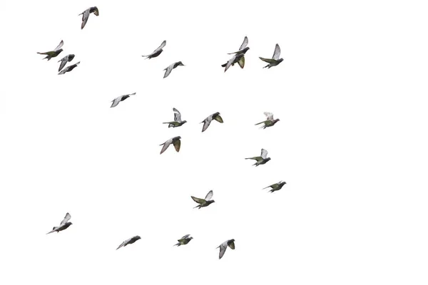 งนกพ ราบแข งความเร นโดดเด ยวพ นหล ขาว — ภาพถ่ายสต็อก