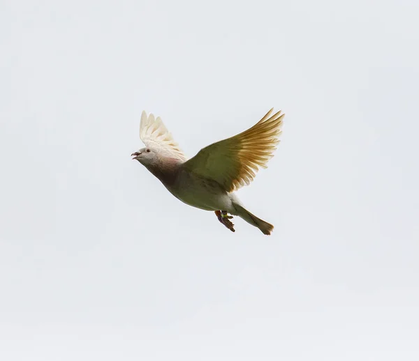 Fliegen Der Speed Renntaube Isoliert Weißen Hintergrund — Stockfoto