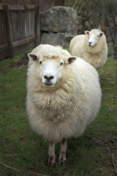 Gezicht Van Merino Schapen Nieuw Zeeland Landelijke Boerderij — Stockfoto