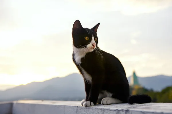 Чёрно Белая Кошка — стоковое фото