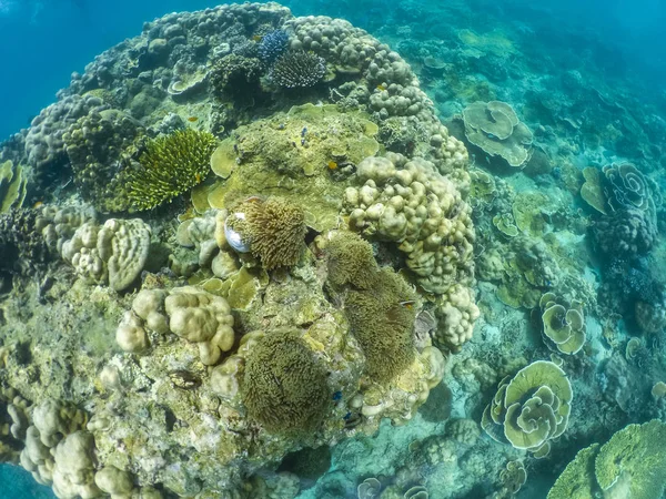 Doğal Deniz Mercan Tropikal Adası Altında — Stok fotoğraf