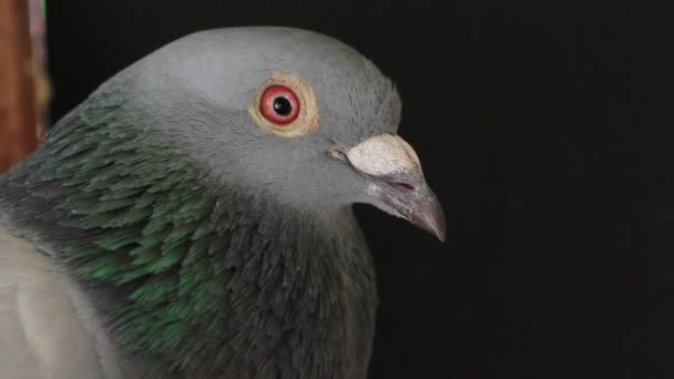 Güvercin Yarışı Hız Yüzünü Kapatmak — Stok video