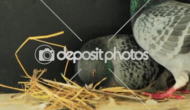 posta güvercini ev tavan arasında üreme 