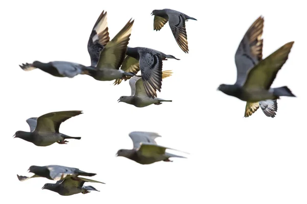 Flock Speed Racing Pigeon Flying White Background — Stock Photo, Image