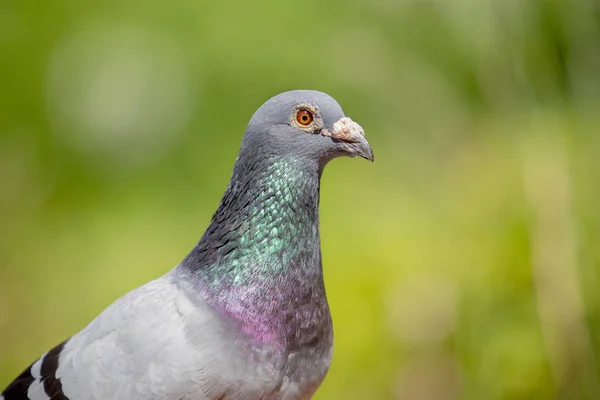 Close Face Male Speed Racing Pigeon Green Blur Background — Stock Photo, Image
