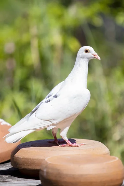 Vit Fjäder Brevduva Fågel — Stockfoto