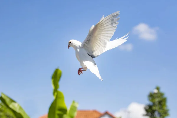 White Feather Postduif Vogel Met Het Vliegen Tegen Mooie Blauwe — Stockfoto