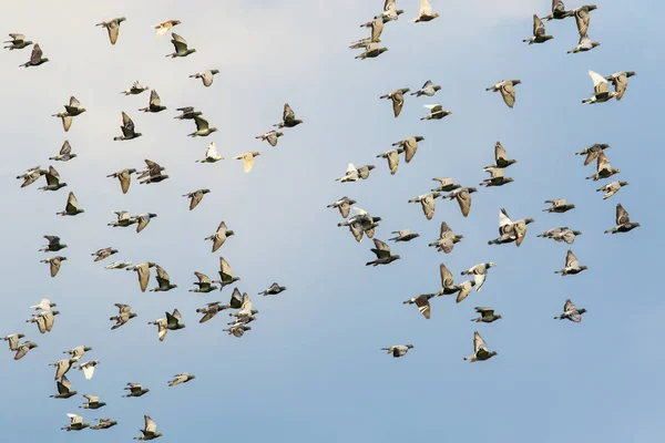 Rebanho Velocidade Pombo Corrida Pássaro Voando Contra Céu Azul Claro — Fotografia de Stock