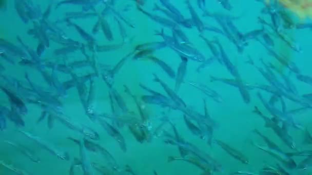 Κοπάδι Των Θαλάσσιων Ψαριών Κάτω Από Καθαρά Νερά Της Θάλασσας — Αρχείο Βίντεο