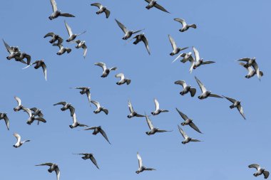 Açık mavi gökyüzünde uçan hız yarış güvercini sürüsü