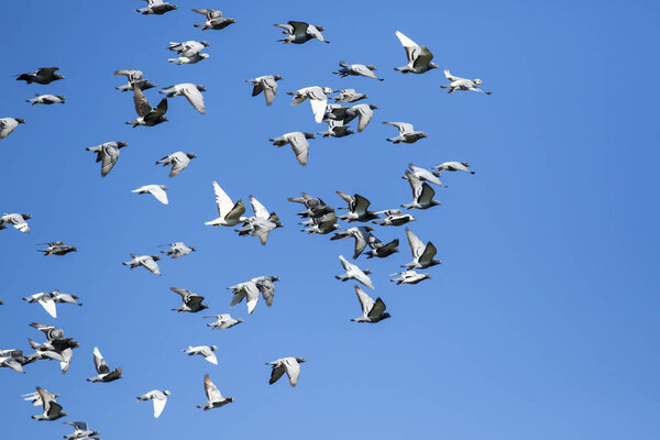flock of speed racing pigeon bird flying against clear blue sky