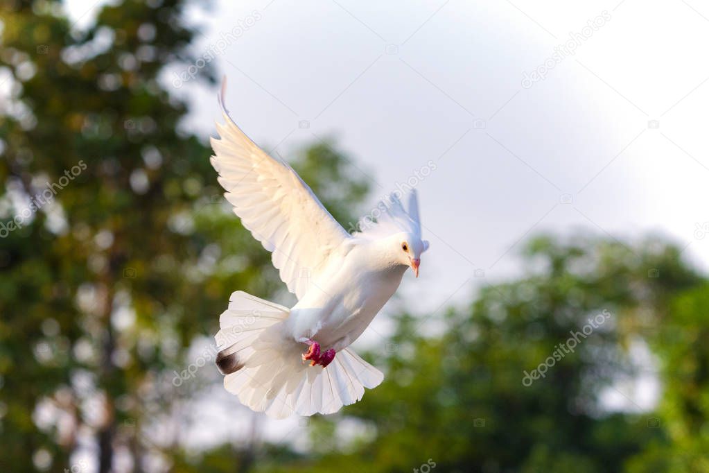 white feather pigeon bird flying mid air against green blur background