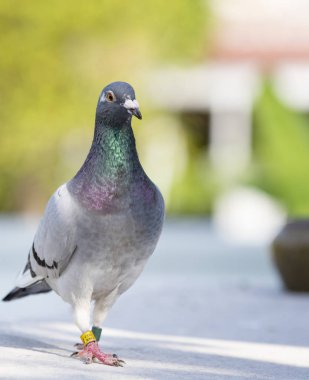 Pigeon kuş ev çatı üzerinde yarış hız