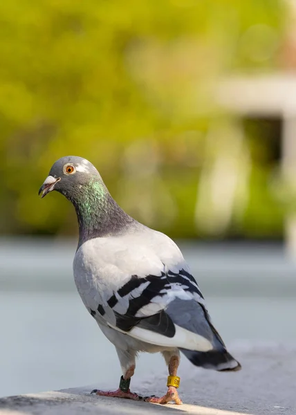 Speed Závodní Holub Pták Domácí Podkroví — Stock fotografie