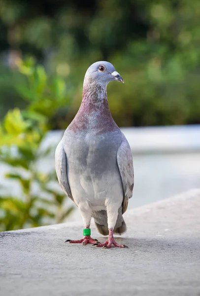 Widok Przodu Prędkości Kolor Czerwony Choco Racing Pigeon Stojący Poddaszu — Zdjęcie stockowe