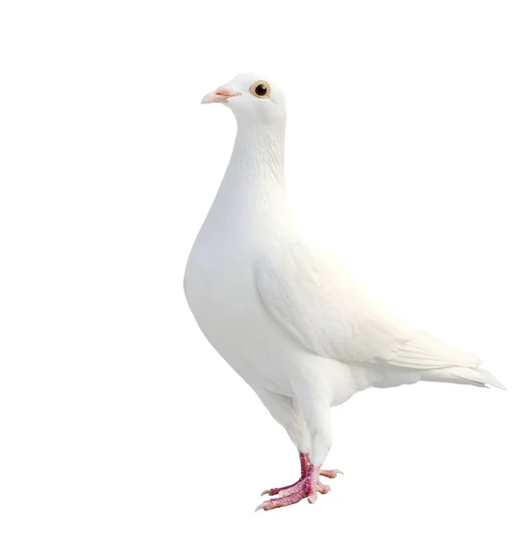 Plume Blanche Pigeon Voyageur Oiseau Isolé Fond Blanc — Photo