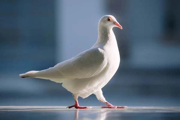 Bílé Peří Poštovní Holub Pták Stojící Proti Krásné Modré Pozadí — Stock fotografie