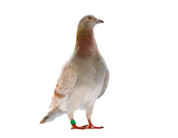 Hoofdgedeelte Van Snelheid Racing Pigeon — Stockfoto