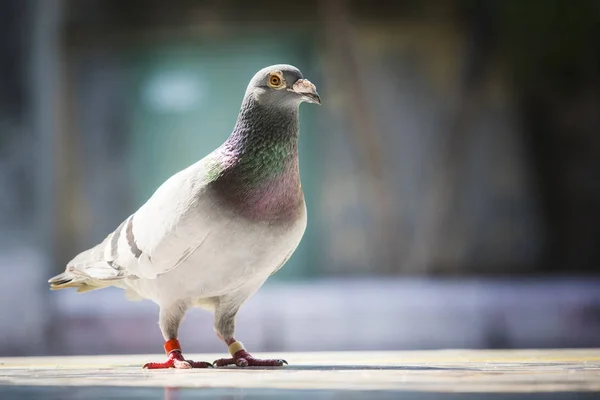 Hoofdgedeelte Van Snelheid Racing Pigeon Staande Tegen Achtergrond Wazig — Stockfoto