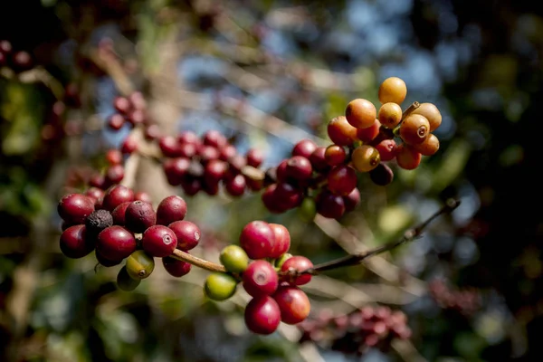 Cverloren Van Verse Arabica Koffie Zaad Hoge Berg Koffie Plantage — Stockfoto