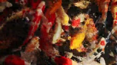 Koi sazan balık temiz su su besleme.