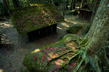 kırmızı akçaağaç sezon phu hin rongkla Milli Parkı phitsanuloke Tayland'da bırakır.