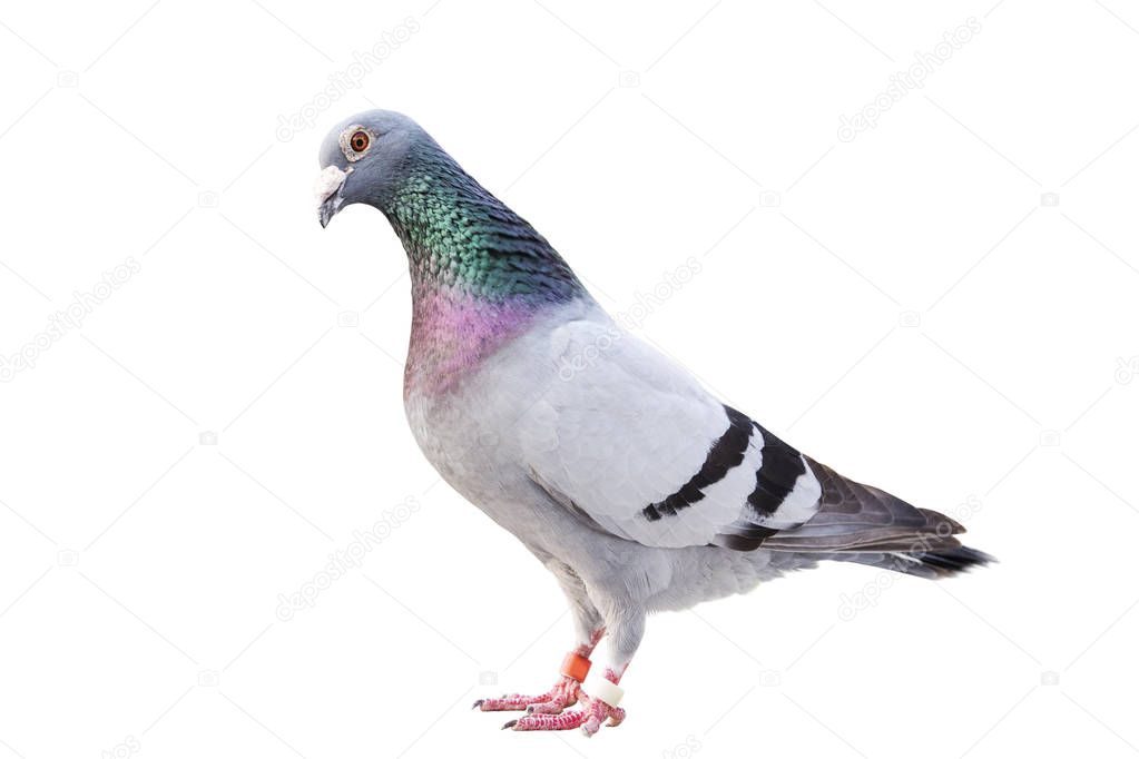 full body of male speed racing pigeon bird isolated white background