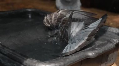 posta güvercini ev tavan odasında banyo