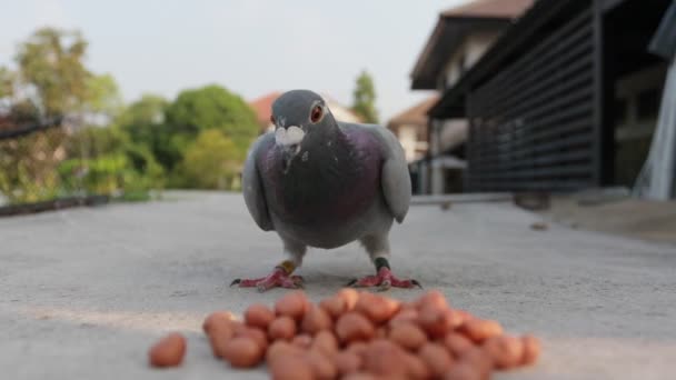 伝書鳩鳥がピーナッツを食べて — ストック動画