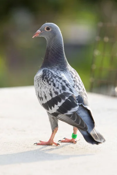 Junge Haustaube Steht Auf Hausdach — Stockfoto