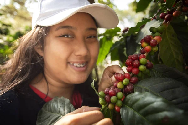 Genç Asyalı Teen Kadın Kahve Plantasyon Içinde Taze Arabica Kahve — Stok fotoğraf